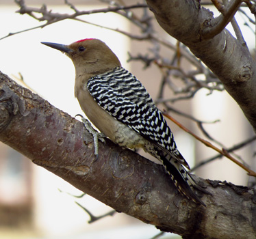 Gila Woodpecker male Tucson condo 1_24_2014
